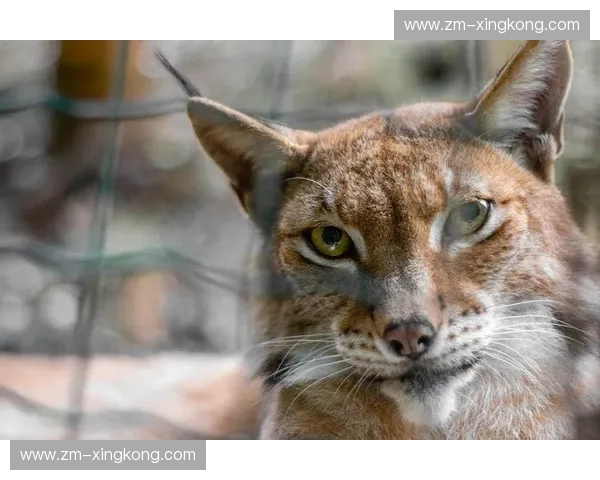 猎手还是猎物?当顶级优雅遇上“瑞奇”式的危险吸引力